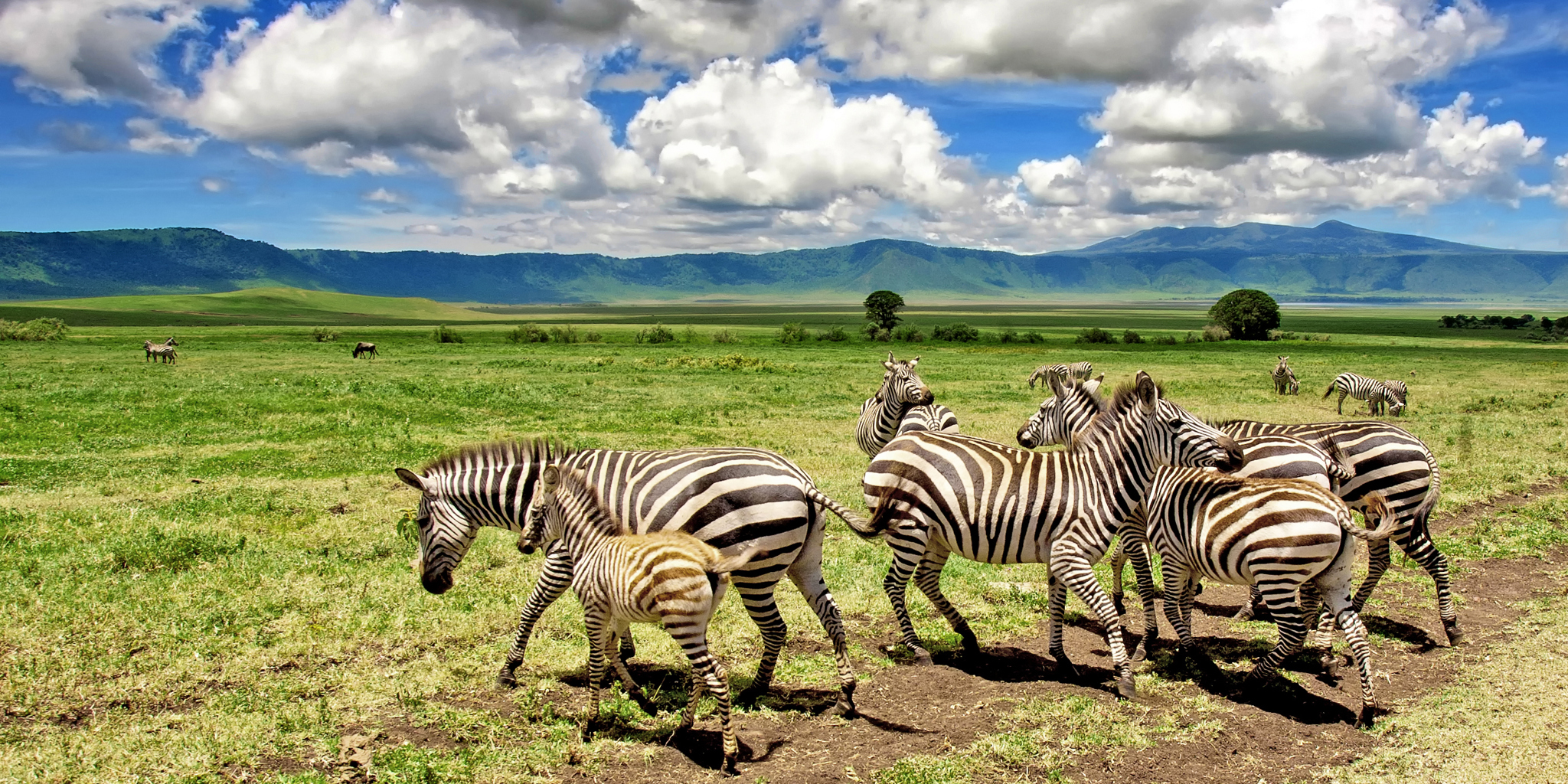 Northern Circuit Safari