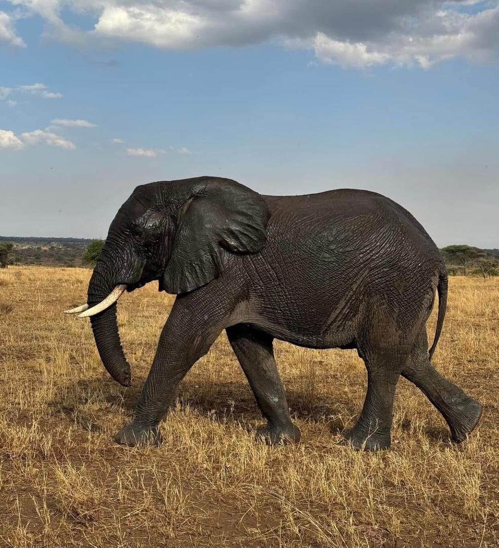 Southern Safari Parks