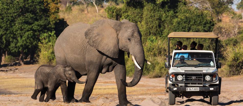 Wildlife Safaris